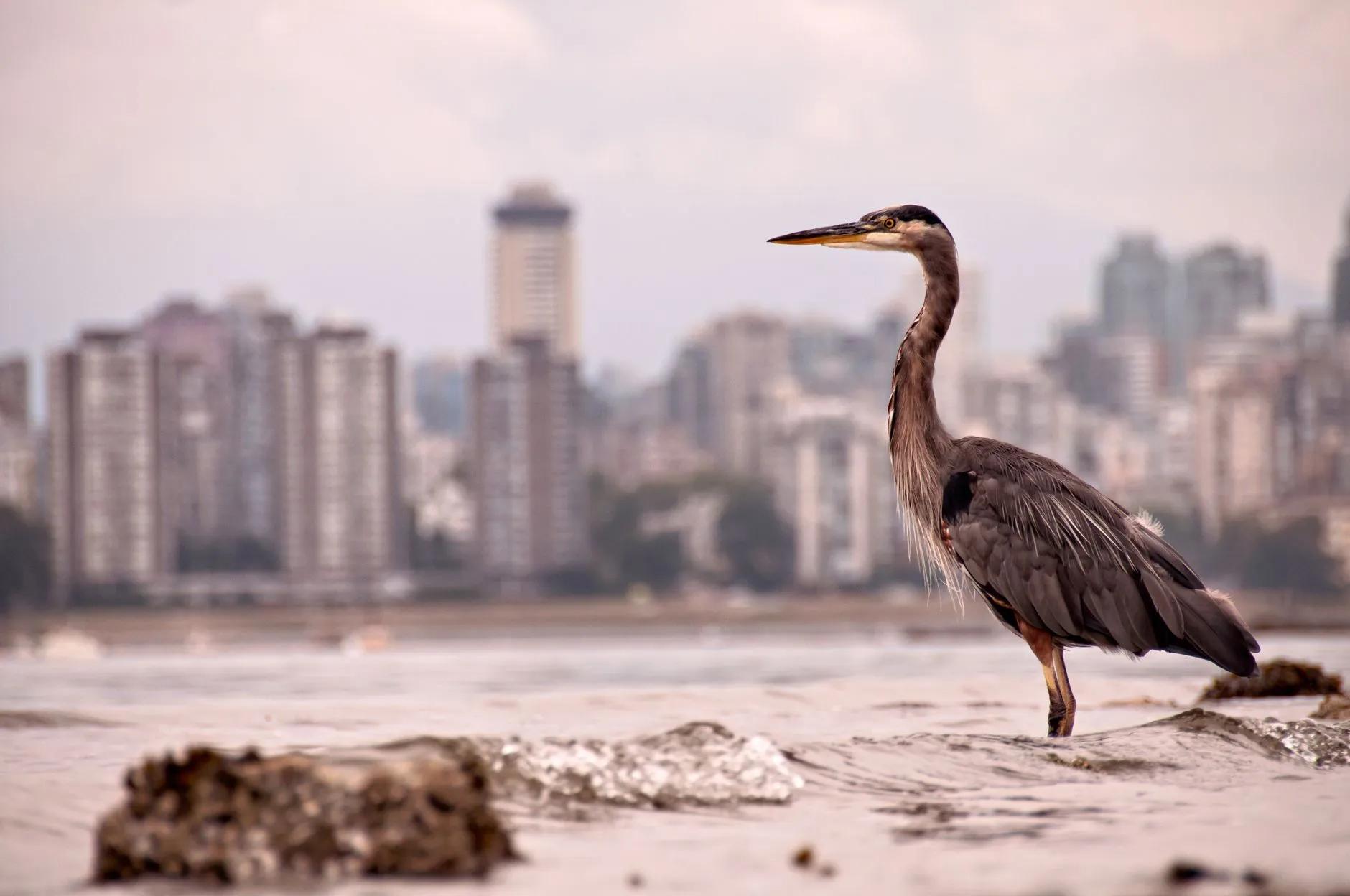 Ardea