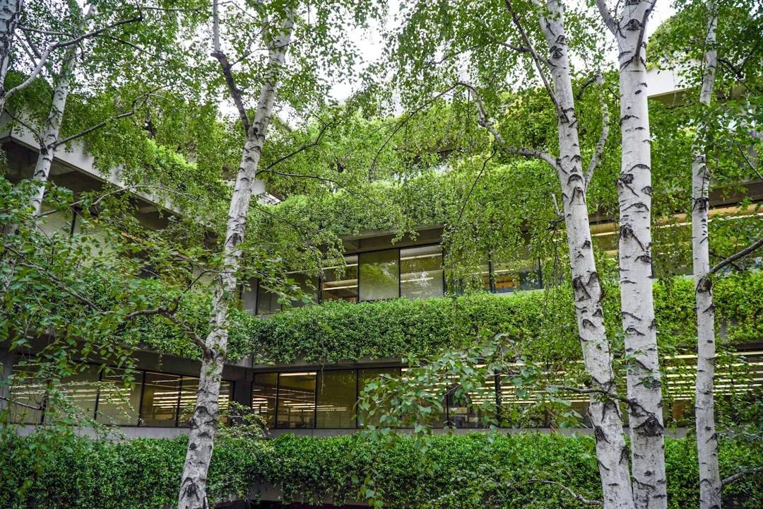 Aspen