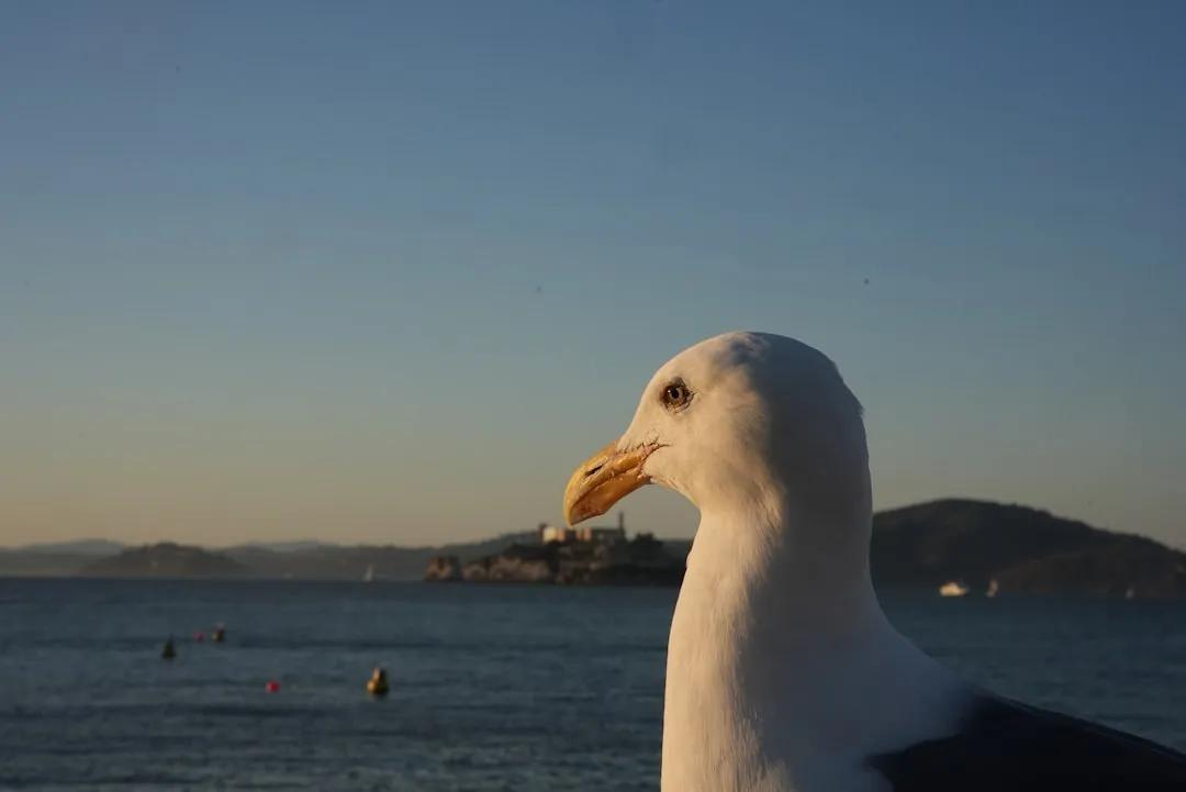 Bird Island