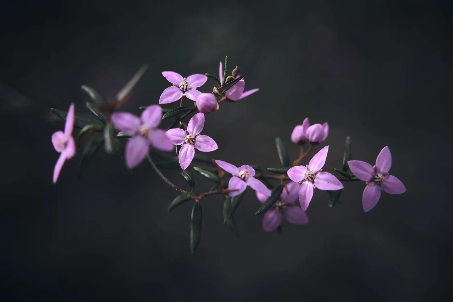 Boronia
