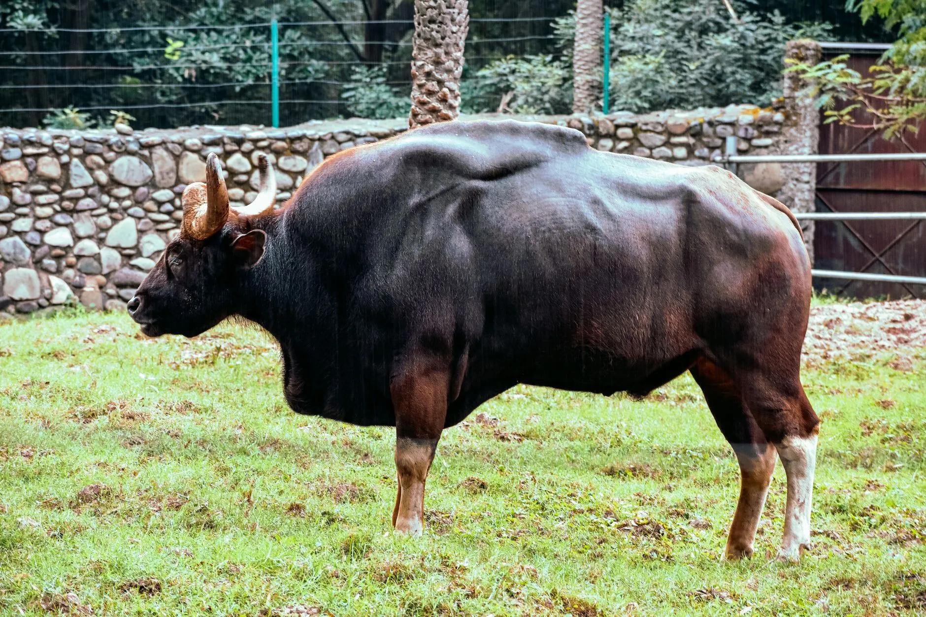 Gaur