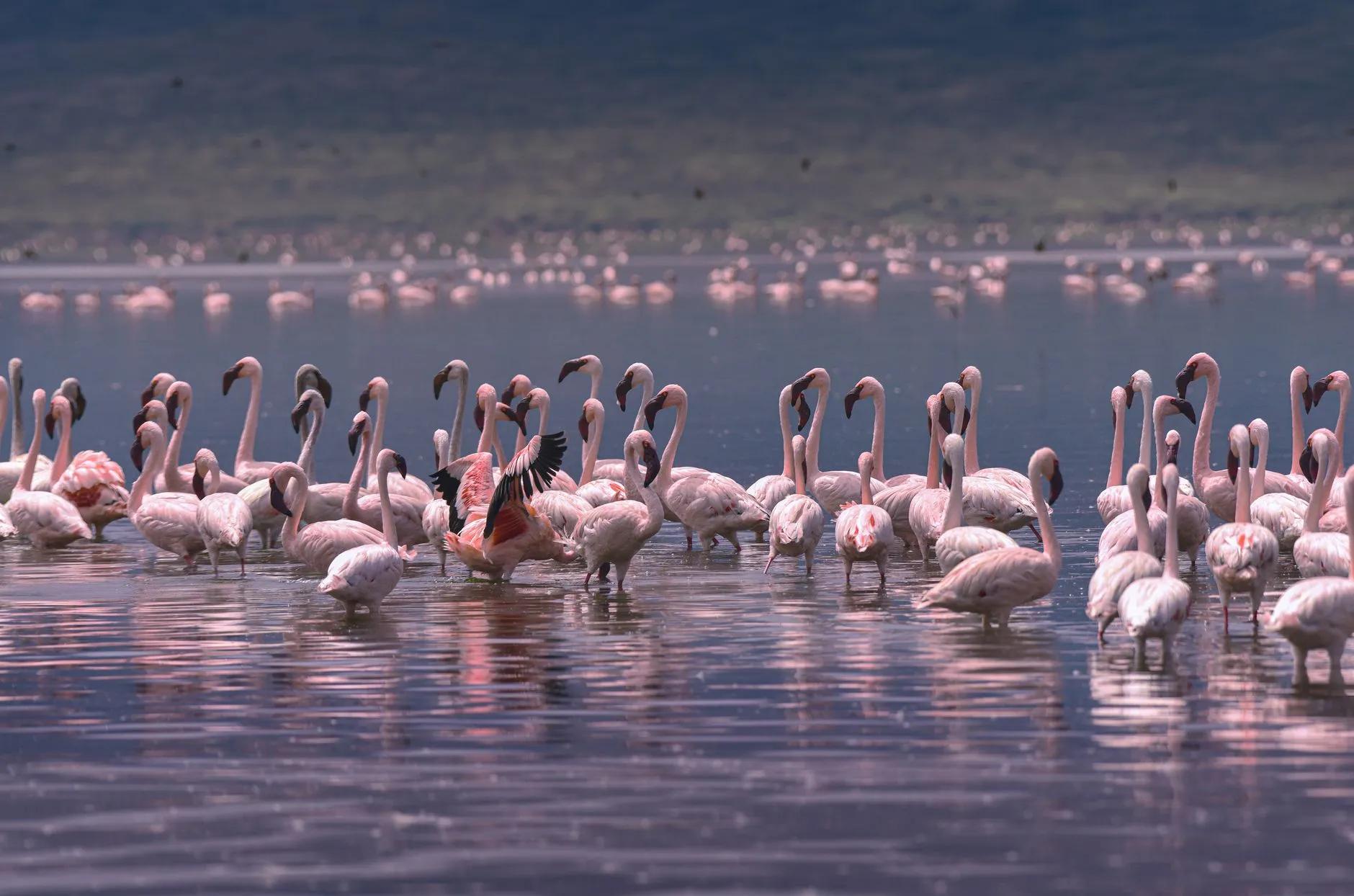 Lake Baringo