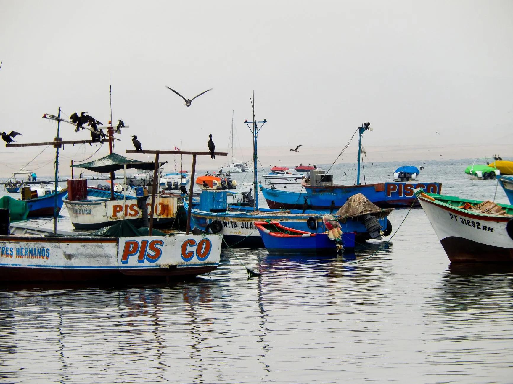 Pisco