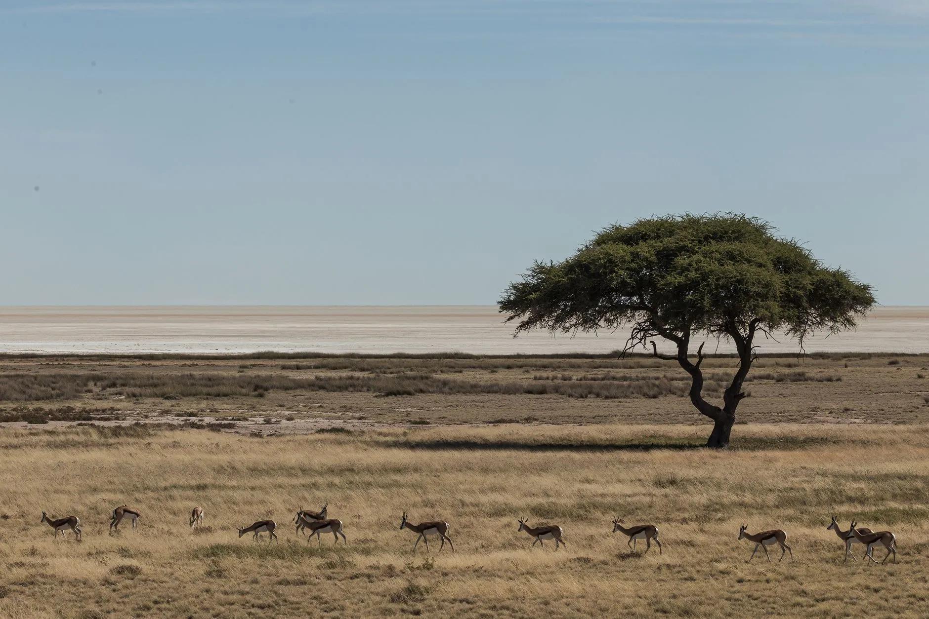 Springbok