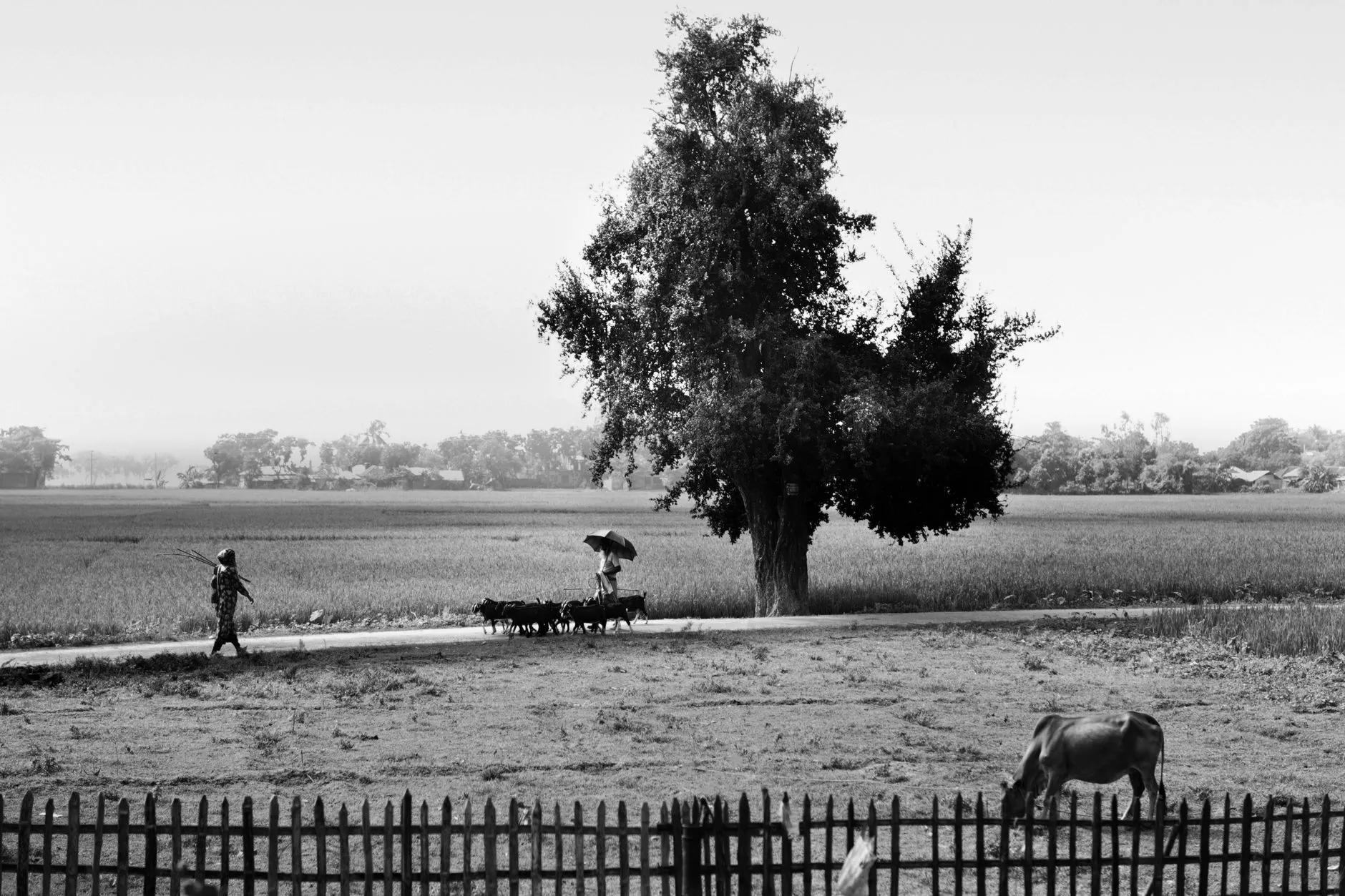 Thakurgaon