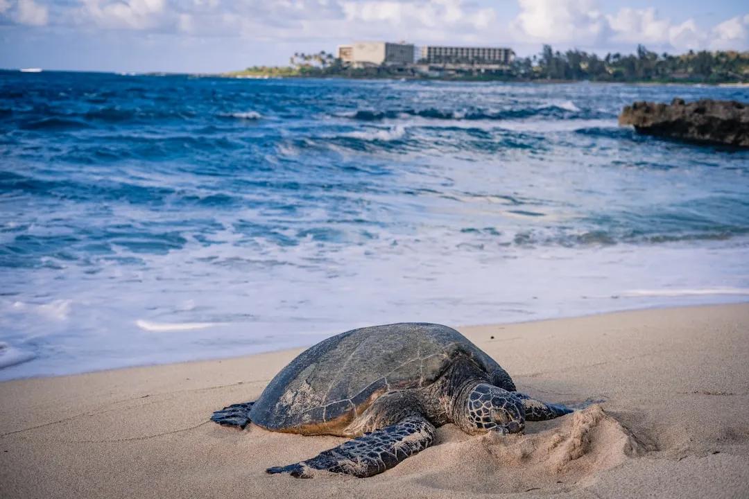 Turtle Island